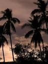 Evening palms.